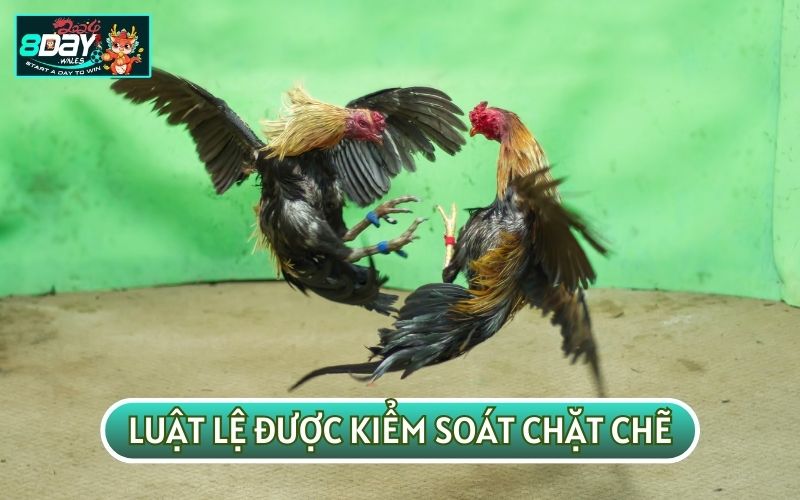 Luật lệ đá gà C4 được ban tổ chức kiểm soát và ra quyết định chặt chẽ