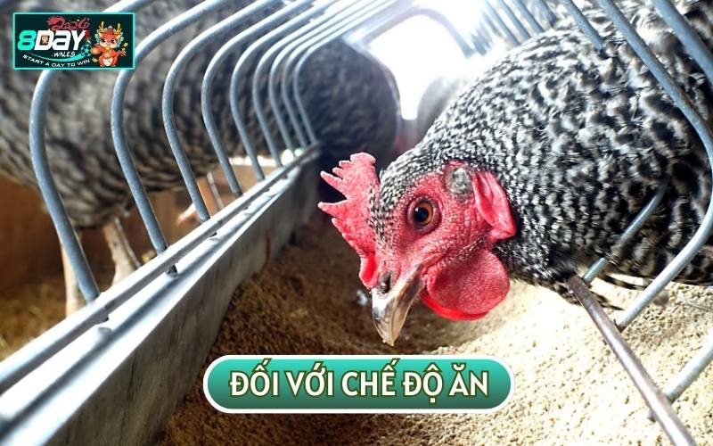 Sư kê nên chia nhỏ khẩu phần ăn của chiến kê để đảm bảo sức khoẻ của chúng