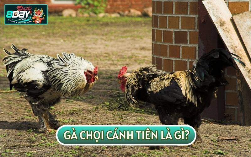 GÀ CHỌI CÁNH TIÊN là giống gà có đôi cánh như các vị tiên trong truyền thuyết