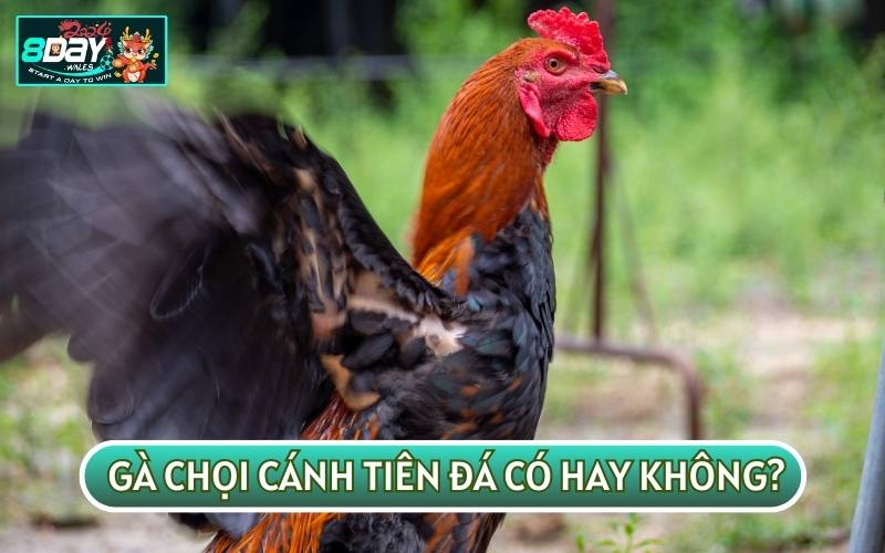 GÀ CHỌI CÁNH TIÊN đá có hay không sẽ còn phụ thuộc vào nhiều yếu tố