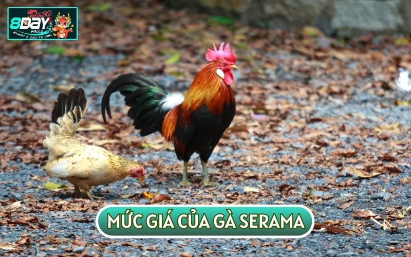 Mức giá của giống gà cảnh Serama thường khá cao so với mặt bằng chung