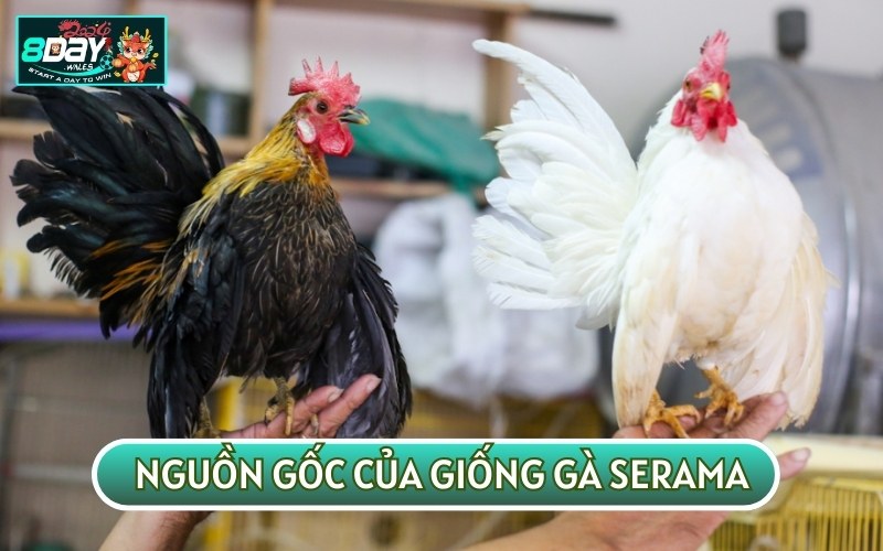 Serama là giống gà cảnh được nhiều người săn lùng và tìm mua