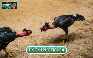 ĐÁ GÀ TRỰC TIẾP C4 - CHIẾN TRƯỜNG KHỐC LIỆT CỦA CÁC CHIẾN KÊ