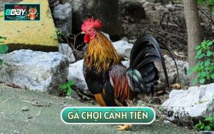 GÀ CHỌI CÁNH TIÊN - ĐẶC ĐIỂM, MẸO CHĂM SÓC VÀ NUÔI DƯỠNG